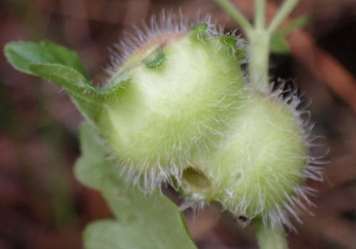 Liposthenes glechomae